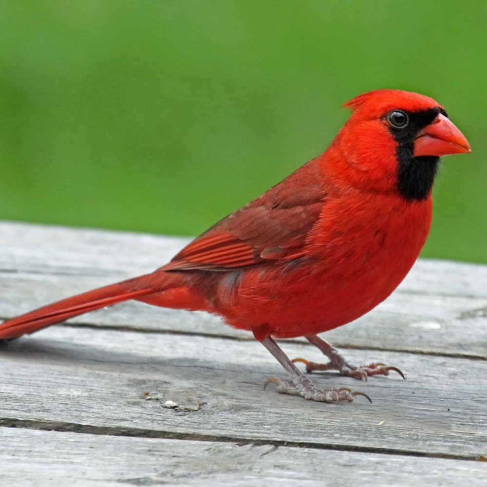 Meet your Posher, Okwundu